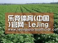 种植基地五